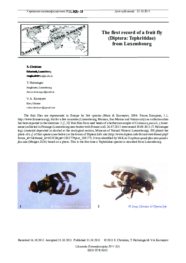 (PDF) The first record of a fruit fly (Diptera: Tephritidae) from ...