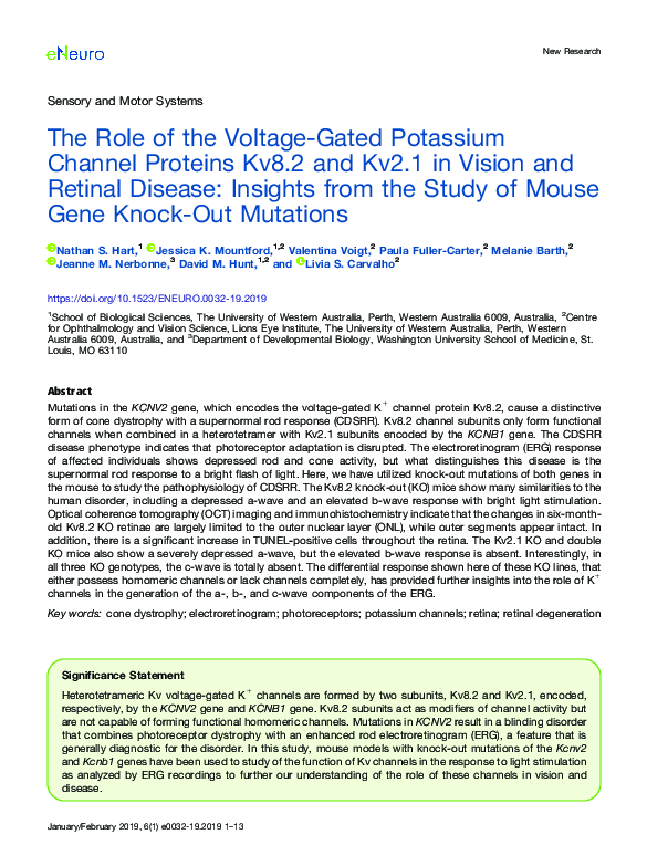 (PDF) The Role of the Voltage-Gated Potassium Channel Proteins Kv8.2 ...