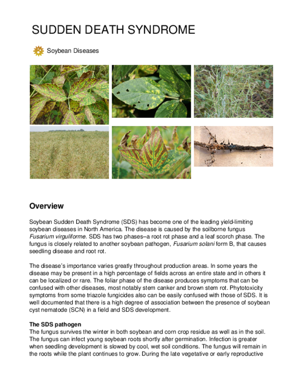 (PDF) Sudden Death Syndrome | Martin Chilvers - Academia.edu