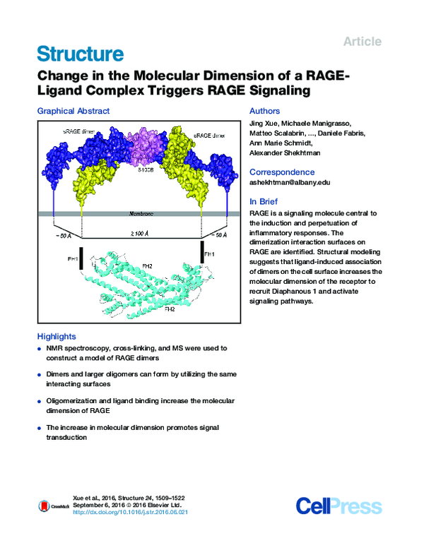 (PDF) Change in the Molecular Dimension of a RAGE-Ligand Complex ...