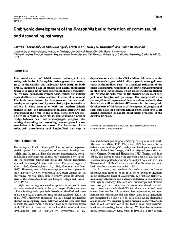 (PDF) Embryonic development of the Drosophila brain: formation of ...
