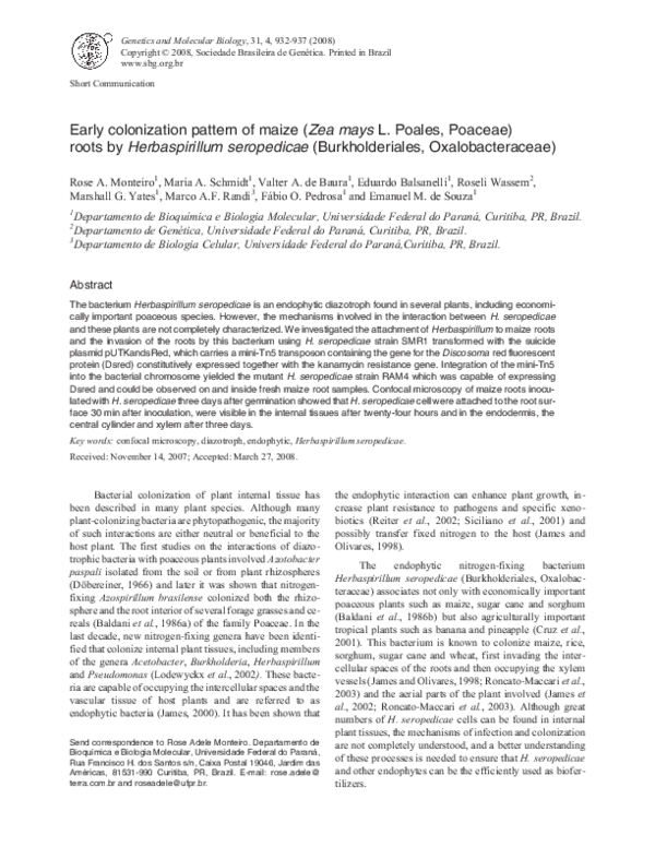 (PDF) Early colonization pattern of maize (Zea mays L. Poales, Poaceae ...