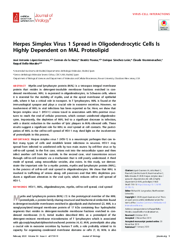 (PDF) Herpes simplex virus type 1 spread in oligodendrocytic cells is ...