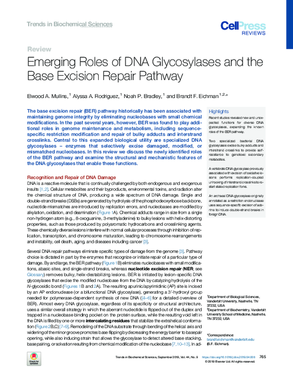 (PDF) Emerging Roles of DNA Glycosylases and the Base Excision Repair ...