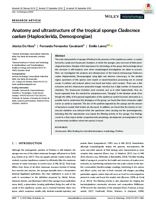 (PDF) Anatomy and ultrastructure of the tropical sponge Cladocroce ...