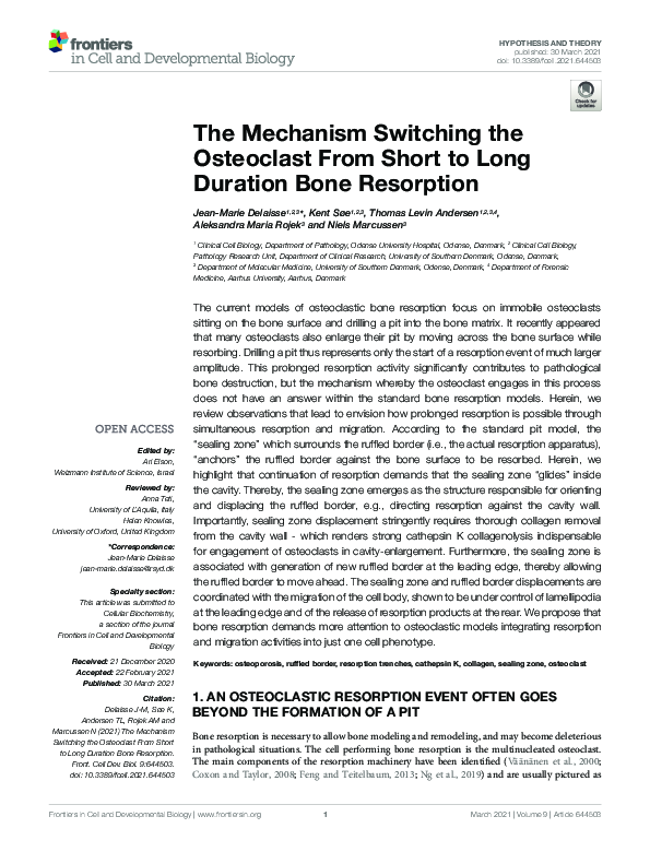 (PDF) The Mechanism Switching the Osteoclast From Short to Long ...