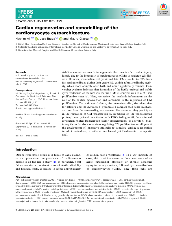(PDF) Cardiac regeneration and remodelling of the cardiomyocyte ...