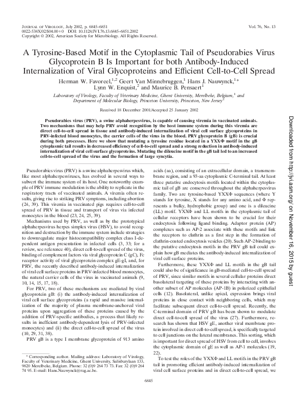 (PDF) A Tyrosine-Based Motif in the Cytoplasmic Tail of Pseudorabies ...