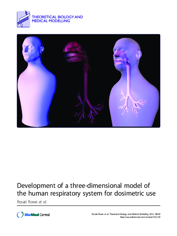 (PDF) Development of a three-dimensional model of the human respiratory ...