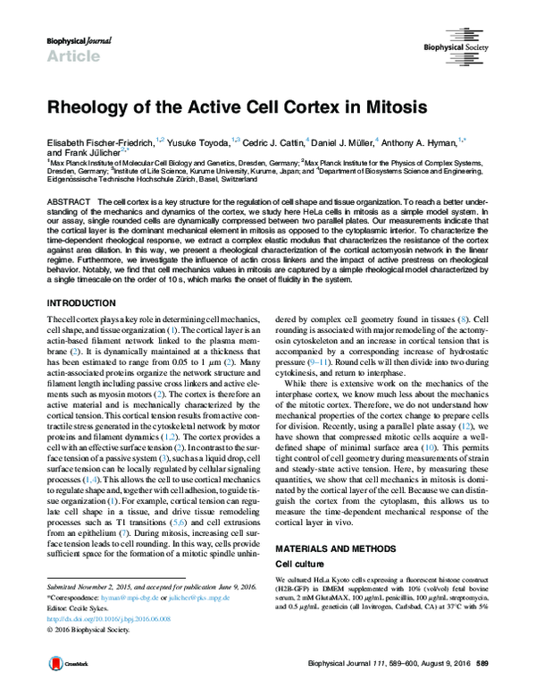 (PDF) Rheology of the Active Cell Cortex in Mitosis