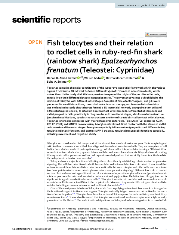 (PDF) Fish telocytes and their relation to rodlet cells in ruby-red-fin ...