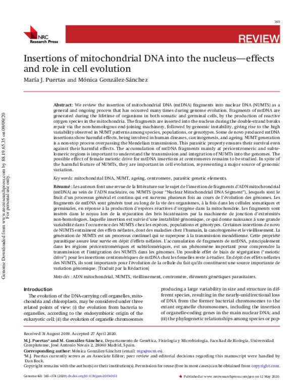 (PDF) Insertions of mitochondrial DNA into the nucleus—effects and role ...