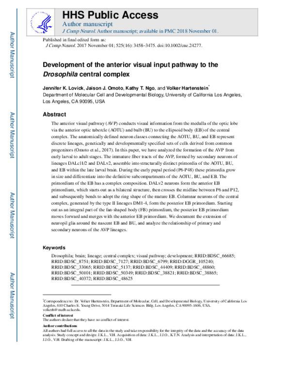 (PDF) Development of the anterior visual input pathway to ...