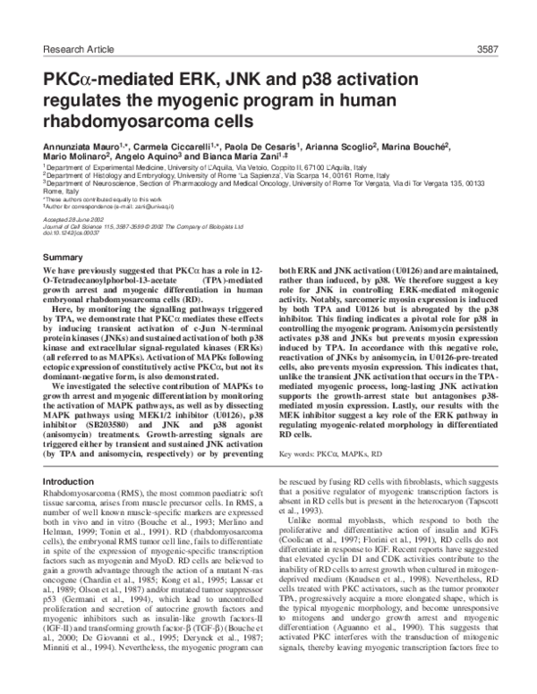 (PDF) PKCα-mediated ERK, JNK and p38 activation regulates the myogenic ...