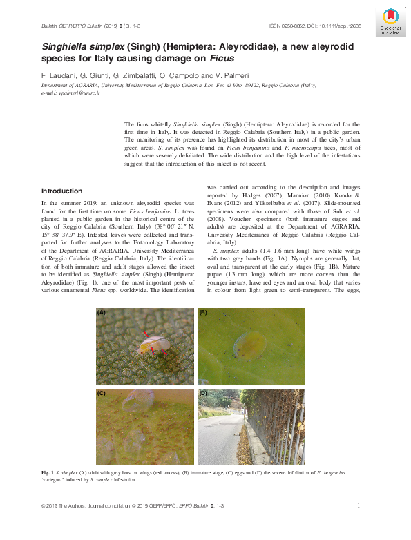 (PDF) Singhiella simplex (Singh) (Hemiptera: Aleyrodidae), a new ...