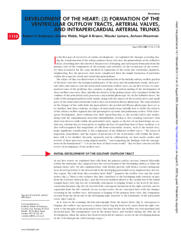 (PDF) Development of the heart: (3) Formation of the ventricular ...