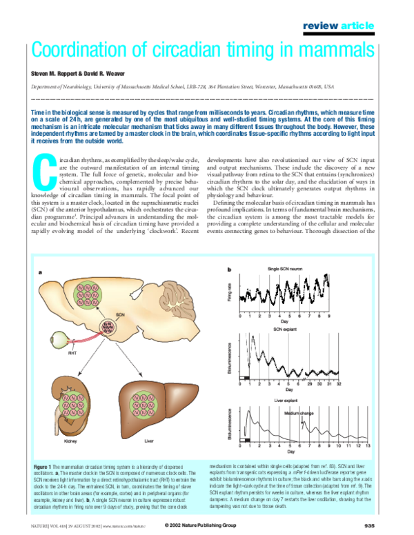(PDF) Coordination of circadian timing in mammals