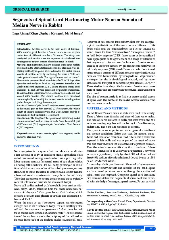 (PDF) Segments of spinal cord harbouring motor neuron soma of median ...