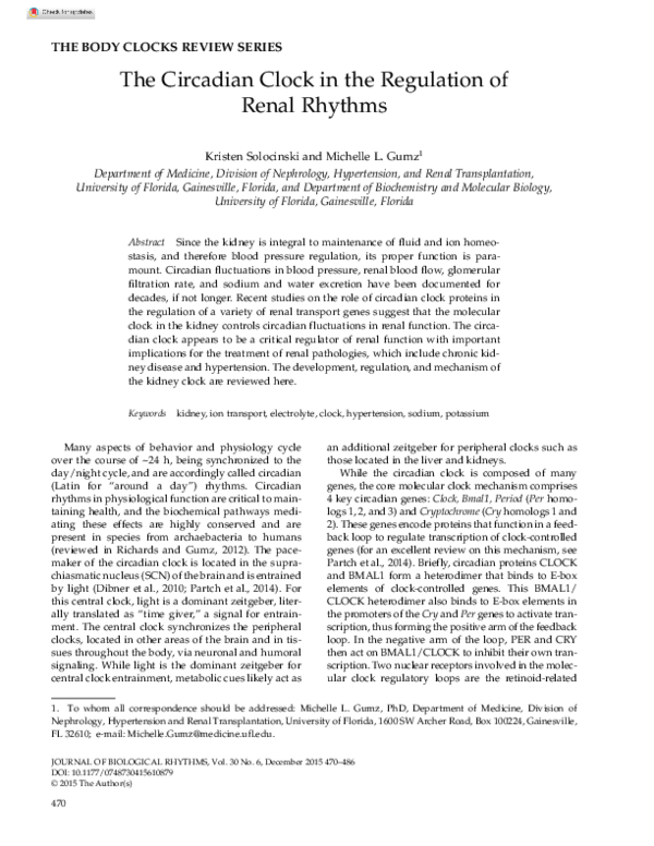 (PDF) The Circadian Clock in the Regulation of Renal Rhythms
