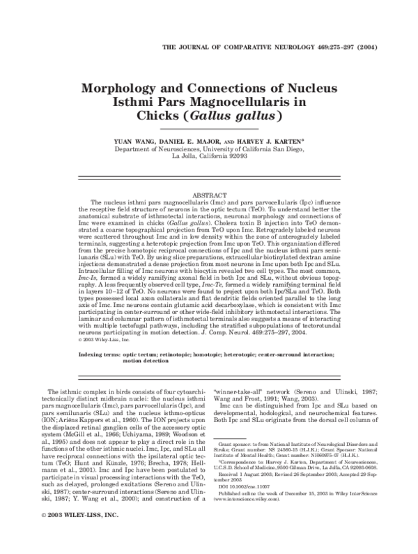(PDF) Morphology and connections of nucleus isthmi pars magnocellularis ...
