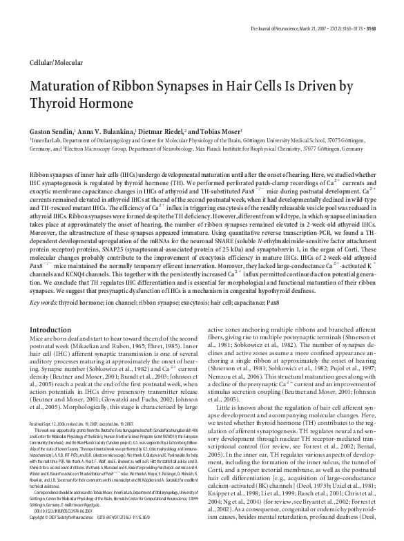 (PDF) Thyroid Hormone Drives IHC Ribbon Synapse Maturation