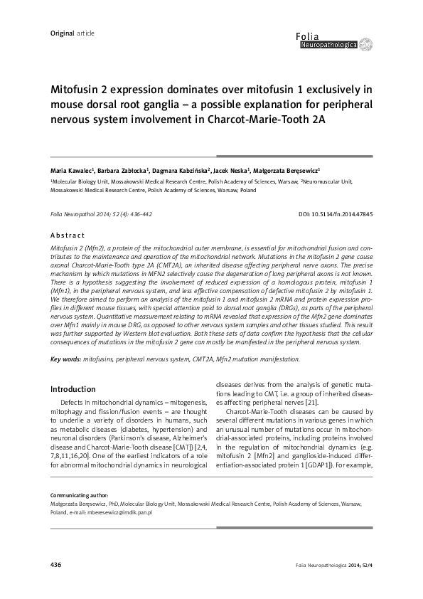(PDF) Mitofusin 2 expression dominates over mitofusin 1 exclusively in ...