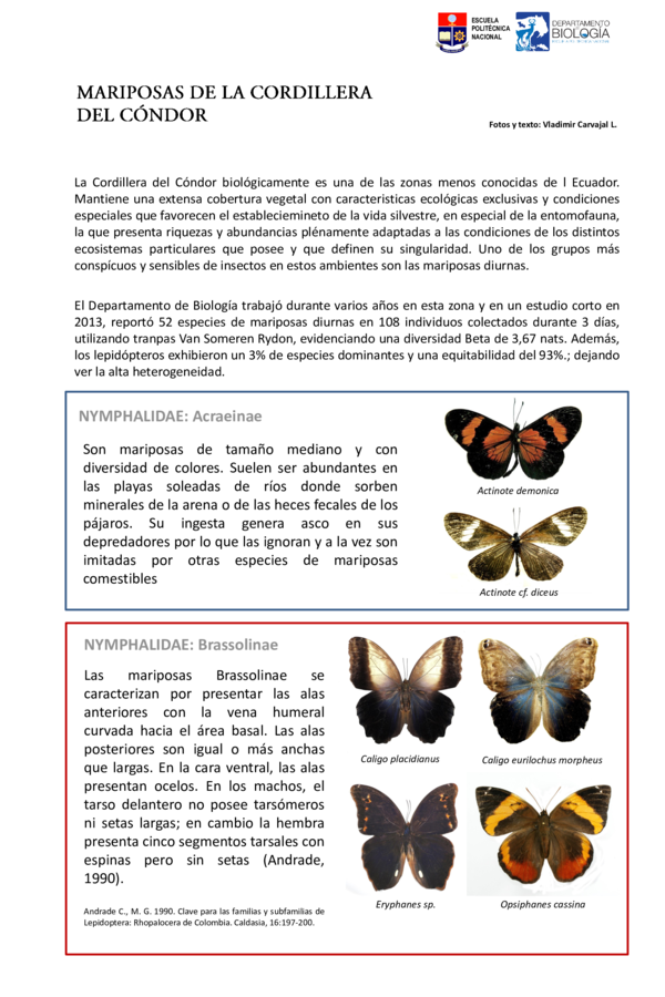 Los Cinco Palomillas – Illimana Los Cinco Palomillas – Illimana PDF) Mariposas de la