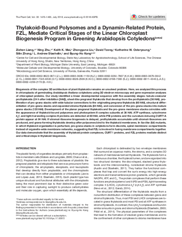 Thylakoid-Bound Polysomes and a Dynamin-Related Protein, FZL, Mediate Critical Stages of the Linear Chloroplast Biogenesis Program in Greening Arabidopsis Cotyledons