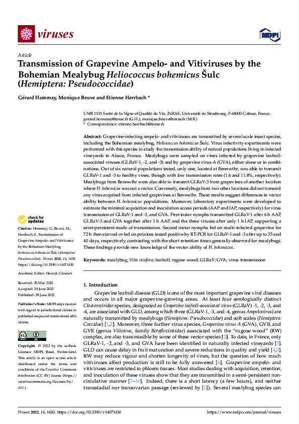 (PDF) Transmission of Grapevine Ampelo- and Vitiviruses by the Bohemian ...