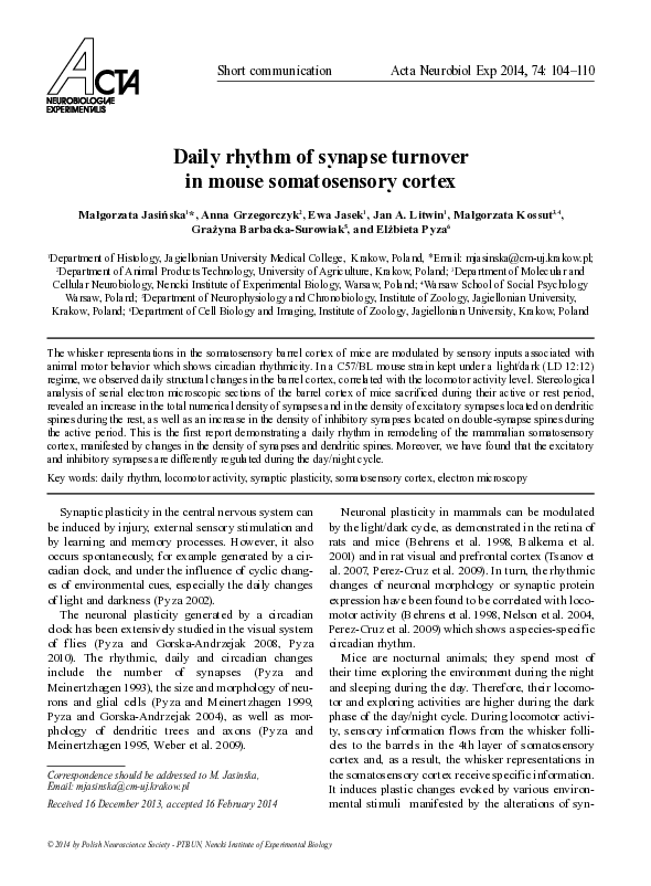 (PDF) Daily rhythm of synapse turnover in mouse somatosensory cortex