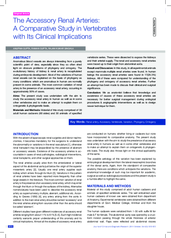 (PDF) The Accessory Renal Arteries: A Comparative Study in Vertebrates ...