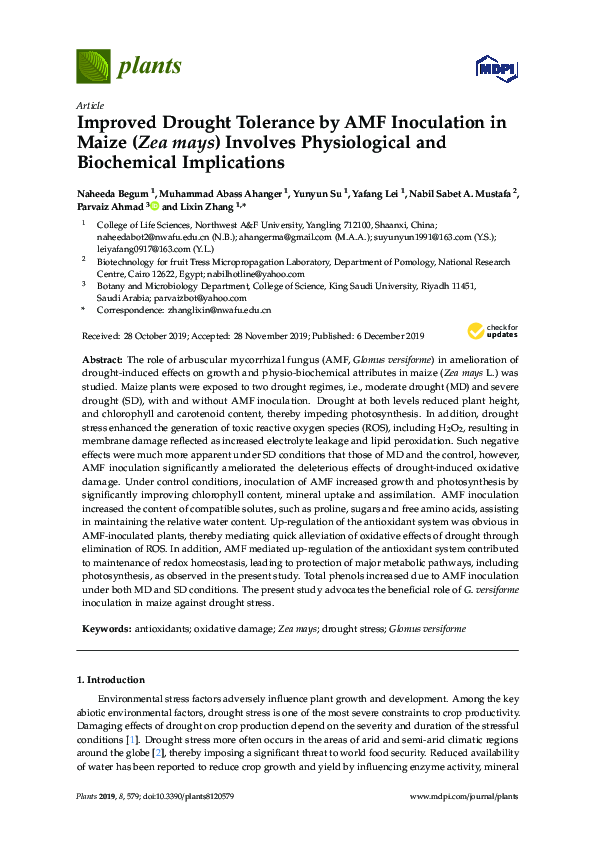 (PDF) Improved Drought Tolerance by AMF Inoculation in Maize (Zea mays ...