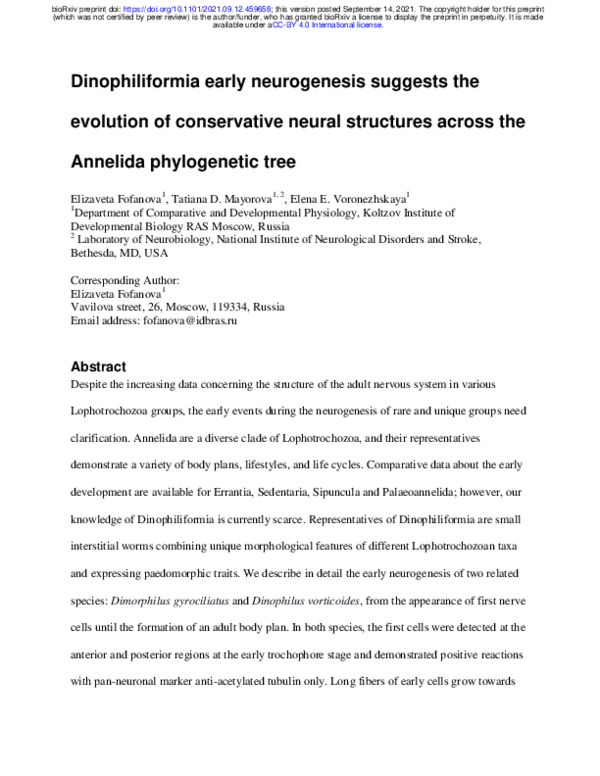 (PDF) Dinophiliformia early neurogenesis suggests the evolution of ...