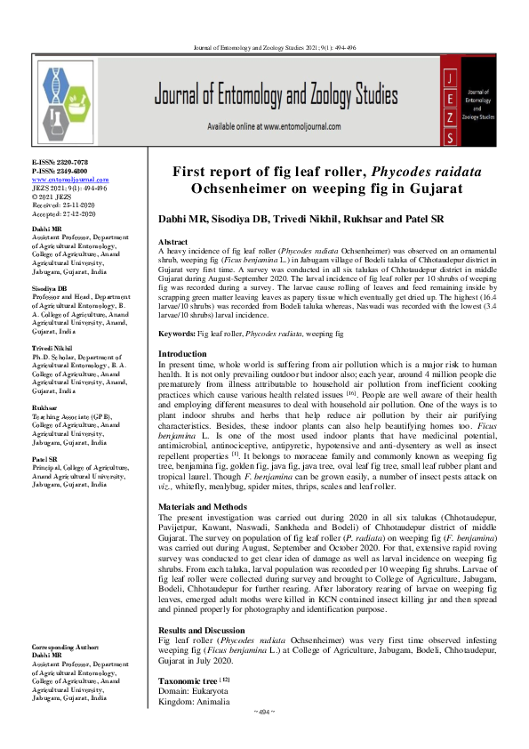 (PDF) First report of fig leaf roller, Phycodes raidata Ochsenheimer on ...