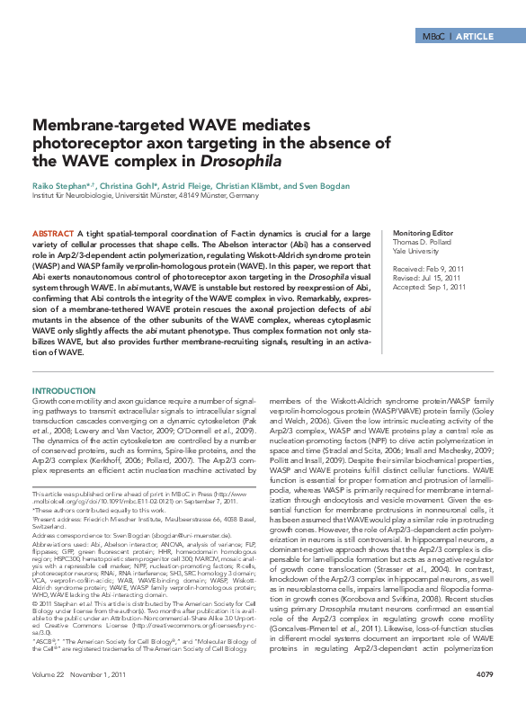 (PDF) Membrane-targeted WAVE mediates photoreceptor axon targeting in ...