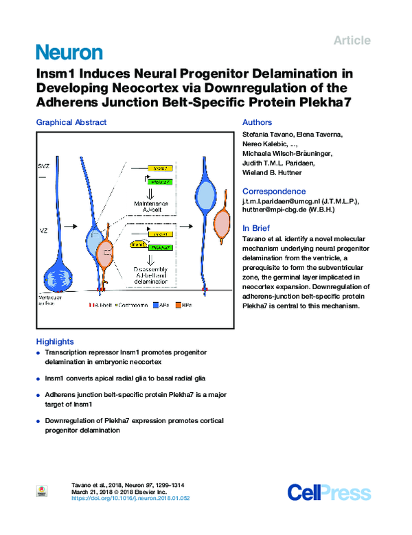 (PDF) Insm1 Induces Neural Progenitor Delamination in Developing
