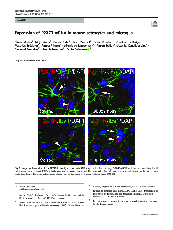 (PDF) Expression of P2X7R mRNA in mouse astrocytes and microglia