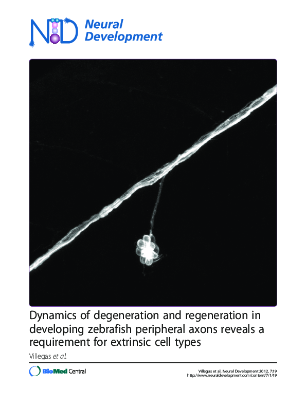 Pdf Dynamics Of Degeneration And Regeneration In Developing Zebrafish Peripheral Axons Reveals Pdf Dynamics Of Degeneration And Regeneration In Developing Zebrafish Peripheral Axons Reveals