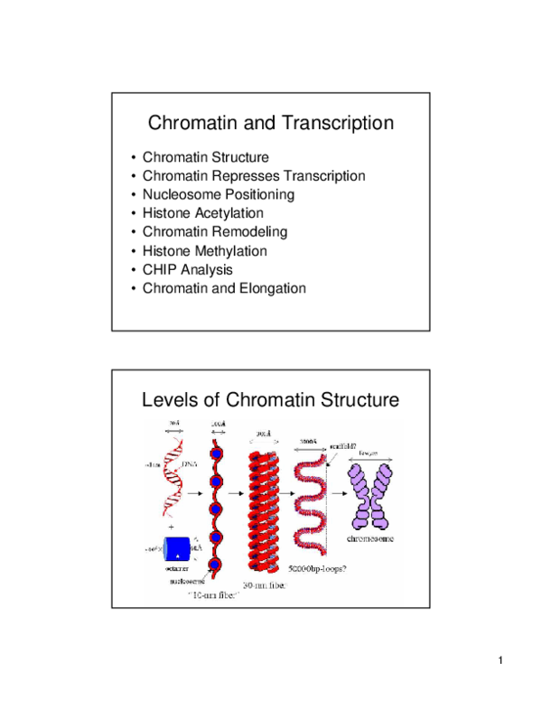 (PDF) Chromatin and transcription