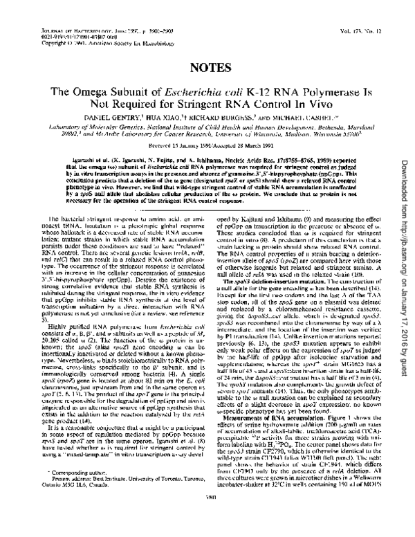(PDF) NOTES TheOmegaSubunit ofEscherichia coli K-12RNA Polymerase Is ...