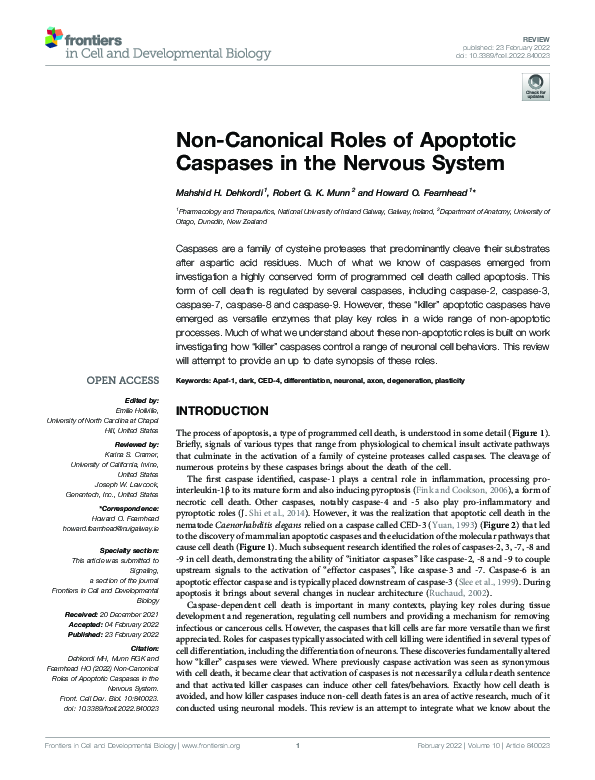 (PDF) Non-Canonical Roles of Apoptotic Caspases in the Nervous System