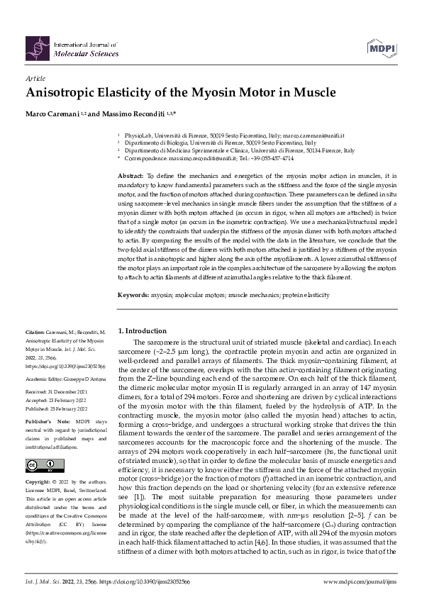 (PDF) Anisotropic Elasticity of the Myosin Motor in Muscle