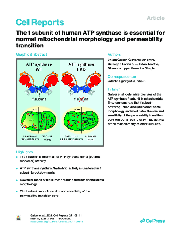 (PDF) The f subunit of human ATP synthase is essential for normal ...