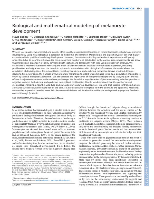 (PDF) Biological and mathematical modeling of melanocyte development