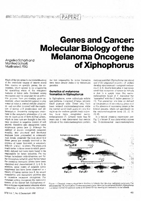 (PDF) Molecular Biology of the Melanoma Oncogene of Xiphophorus