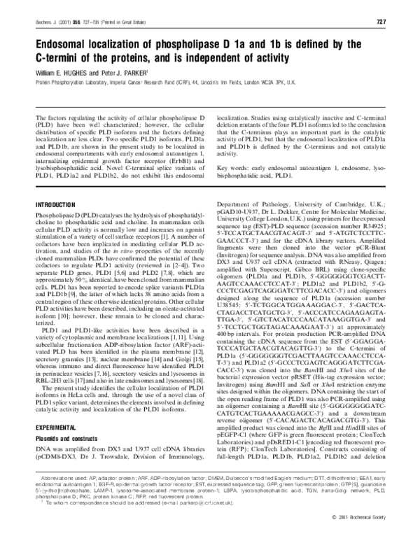 (PDF) Endosomal localization of phospholipase D 1a and 1b is defined by ...