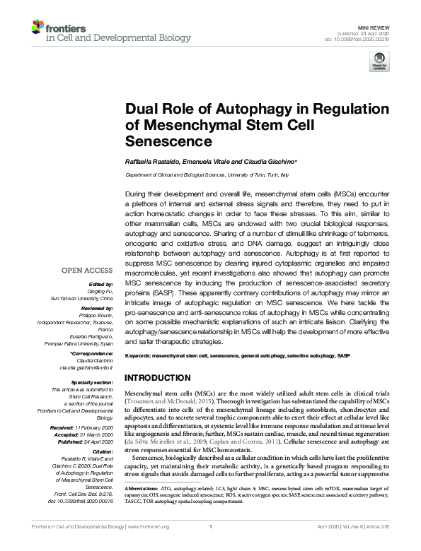 (PDF) Dual Role of Autophagy in Regulation of Mesenchymal Stem Cell ...