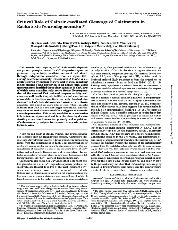 (PDF) Critical Role of Calpain-mediated Cleavage of Calcineurin in ...