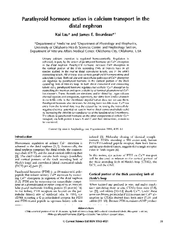 (PDF) Parathyroid hormone action in calcium transport in the distal ...