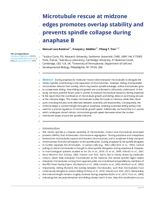 (PDF) Microtubule rescue at midzone edges promotes overlap stability ...